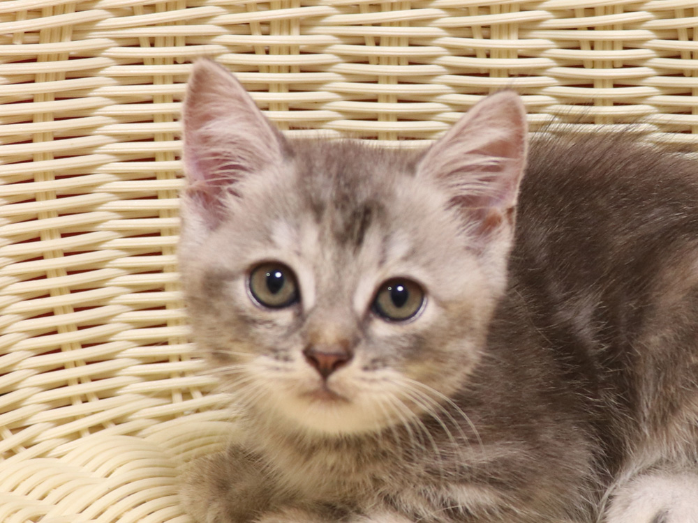 スコティッシュフォールドの子猫画像