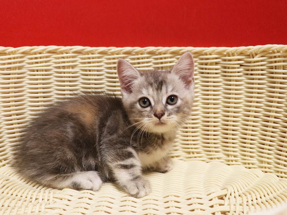 スコティッシュフォールドの子猫画像
