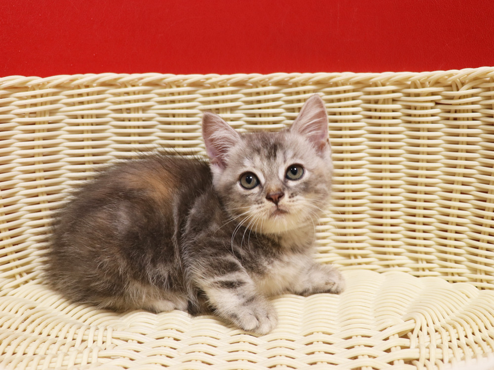 スコティッシュフォールドの子猫画像