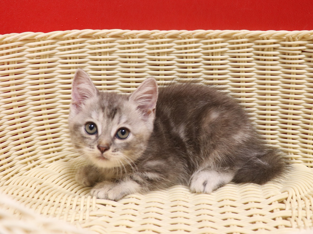 スコティッシュフォールドの子猫画像