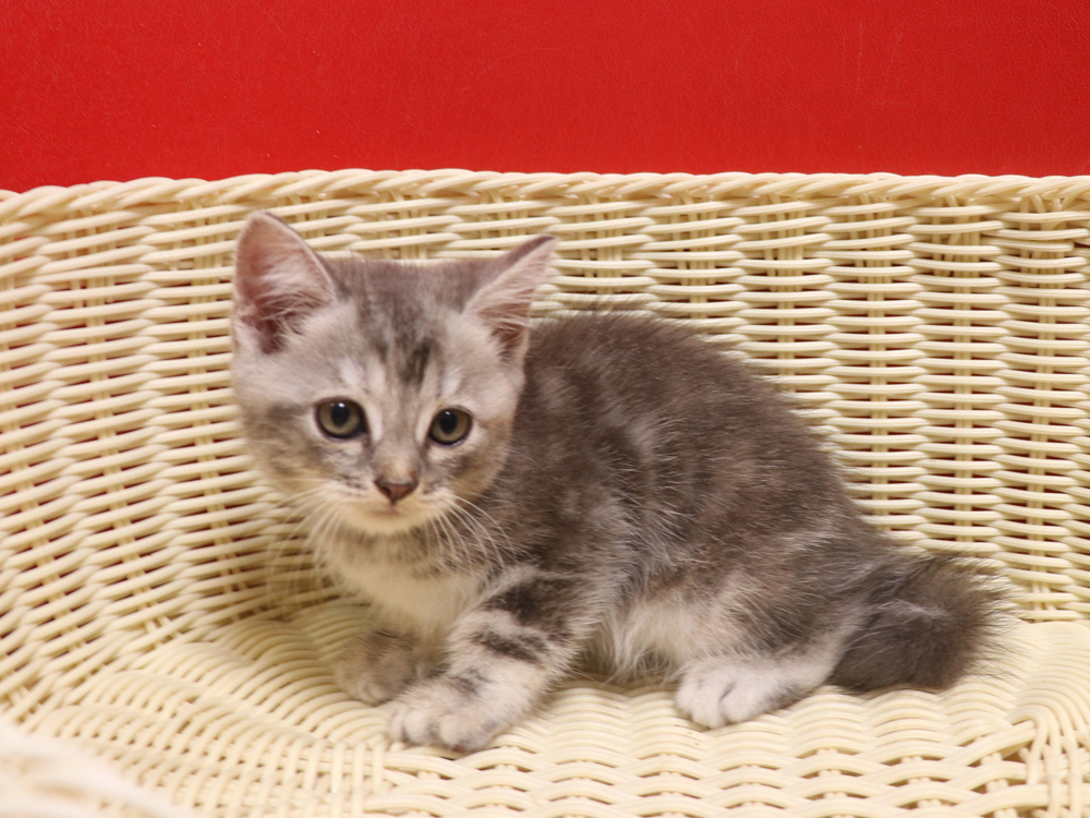 スコティッシュフォールドの子猫画像
