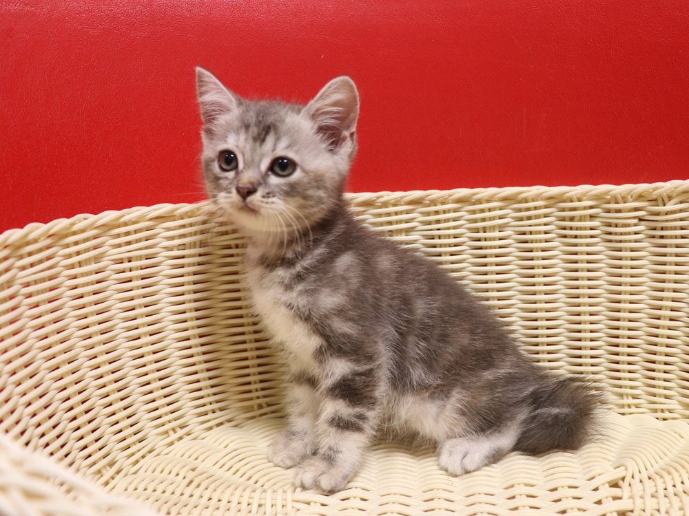 スコティッシュフォールドの子猫画像