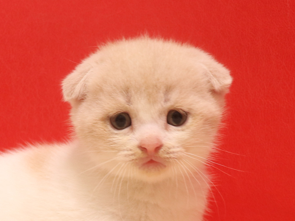スコティッシュフォールドの子猫画像