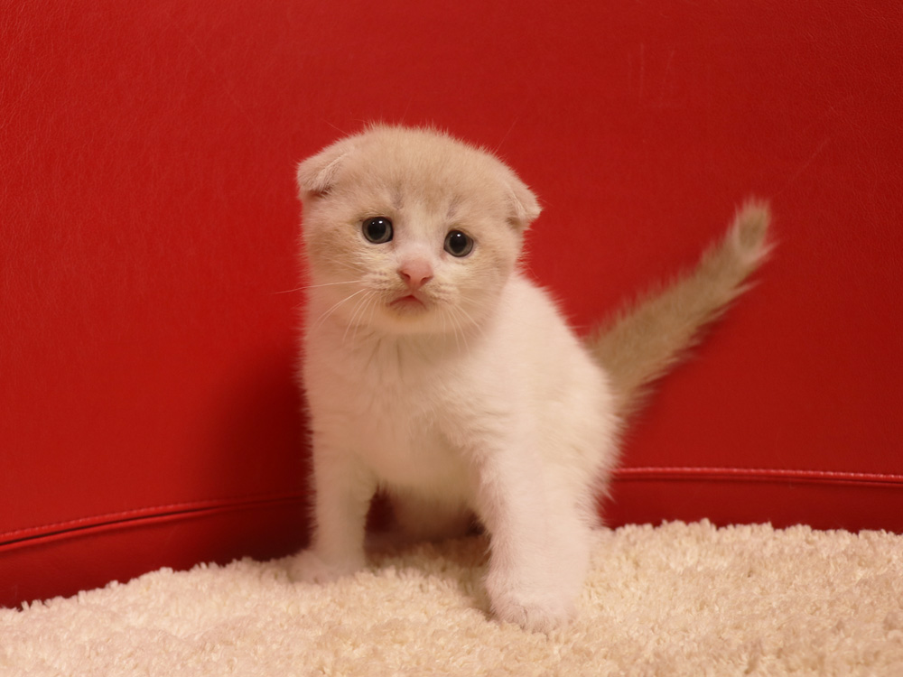 スコティッシュフォールドの子猫画像