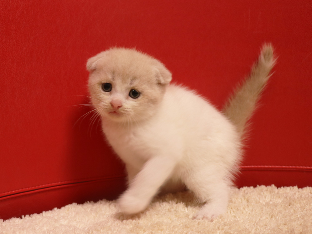 スコティッシュフォールドの子猫画像