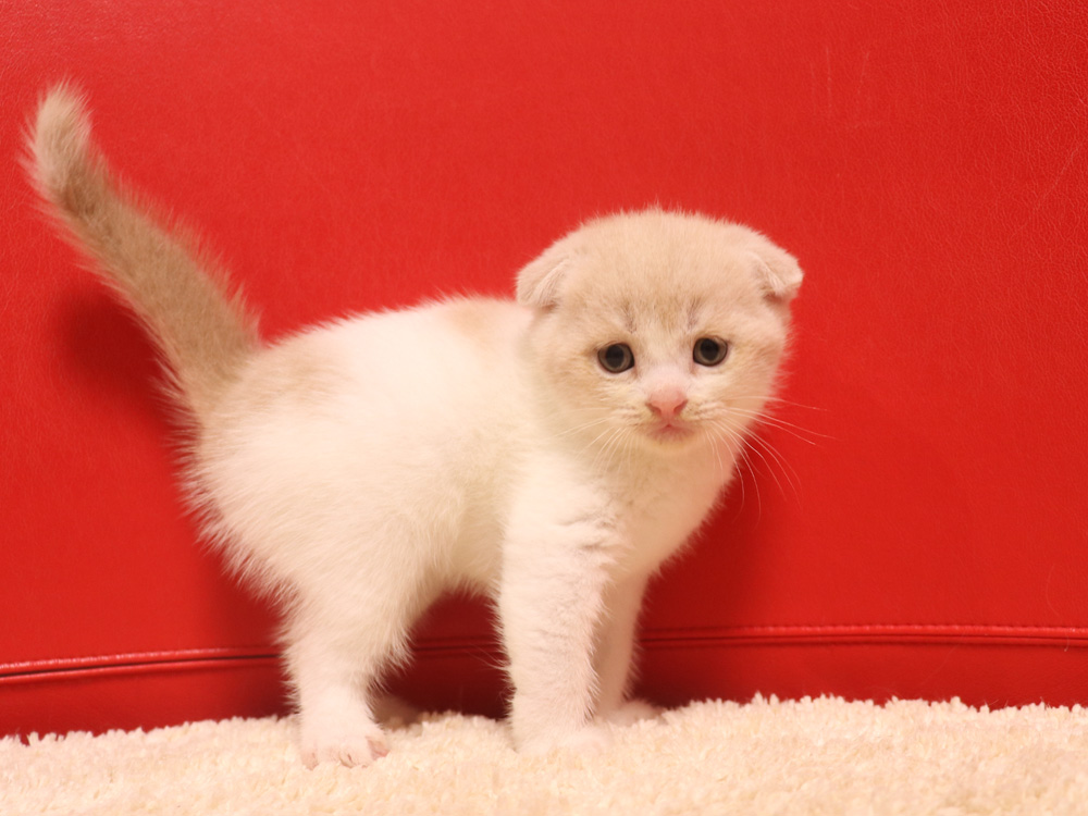 スコティッシュフォールドの子猫画像