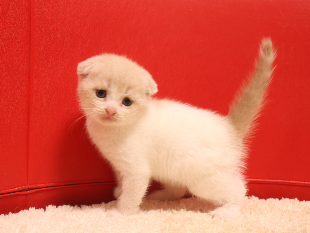 スコティッシュフォールドの子猫画像