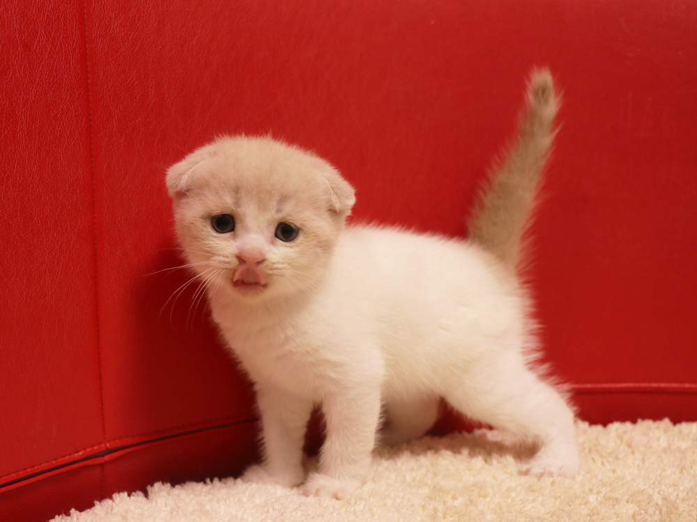 スコティッシュフォールドの子猫画像