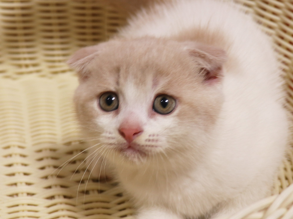スコティッシュフォールドの子猫画像