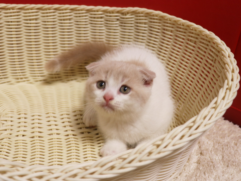 スコティッシュフォールドの子猫画像