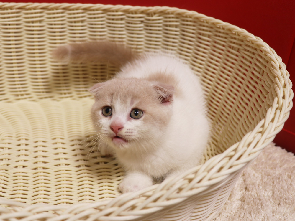 スコティッシュフォールドの子猫画像