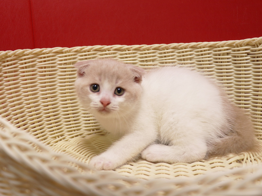 スコティッシュフォールドの子猫画像