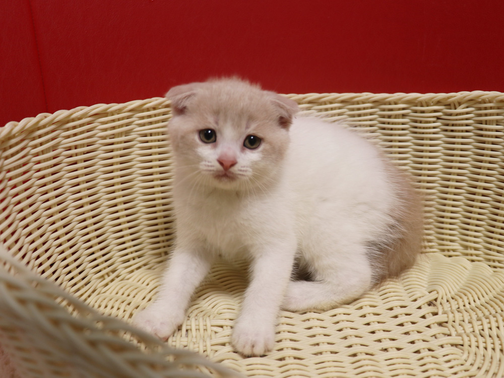 スコティッシュフォールドの子猫画像