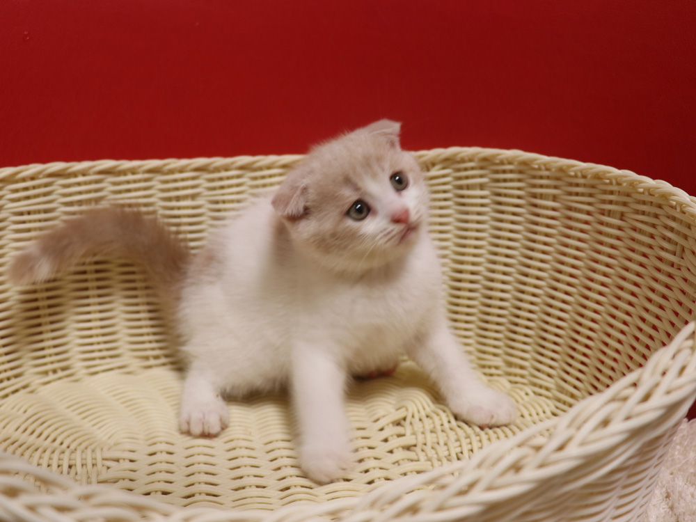 スコティッシュフォールドの子猫画像