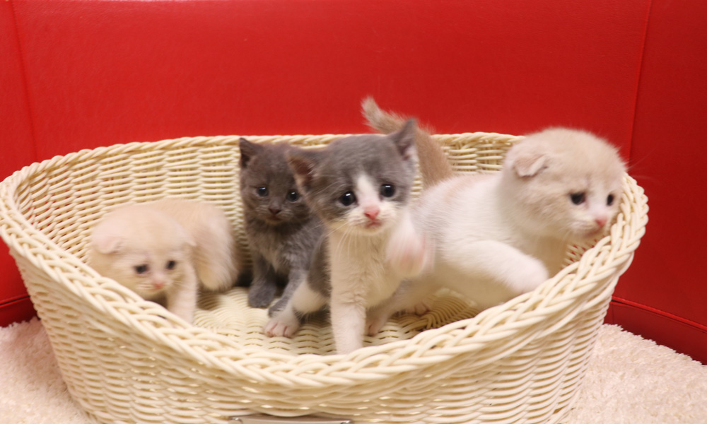 スコティッシュフォールドの子猫画像