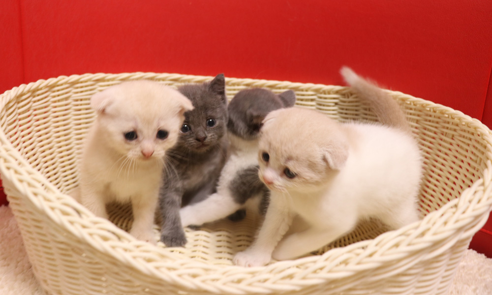スコティッシュフォールドの子猫画像