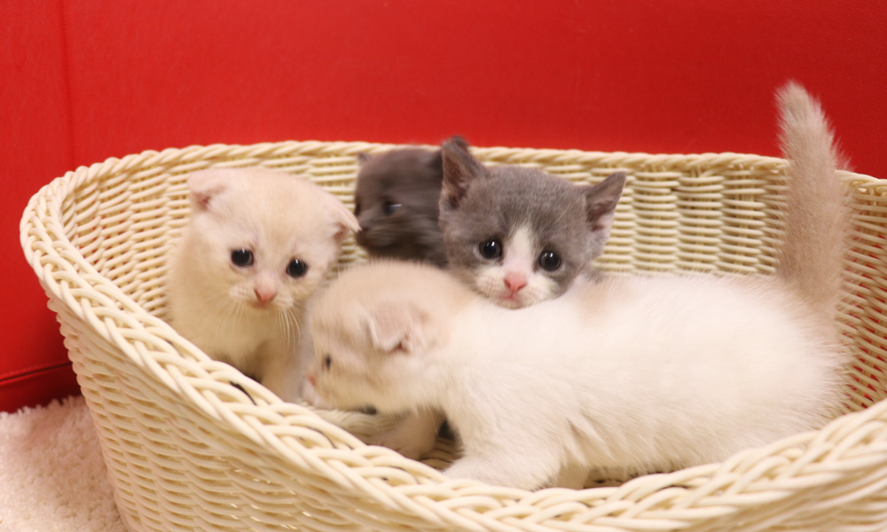 スコティッシュフォールドの子猫画像