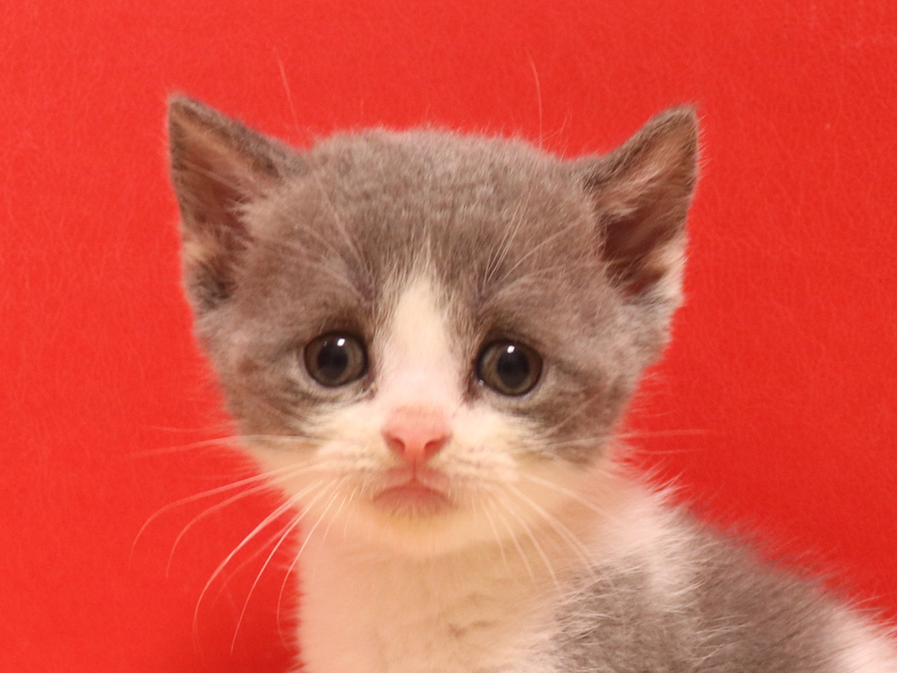 スコティッシュフォールドの子猫画像