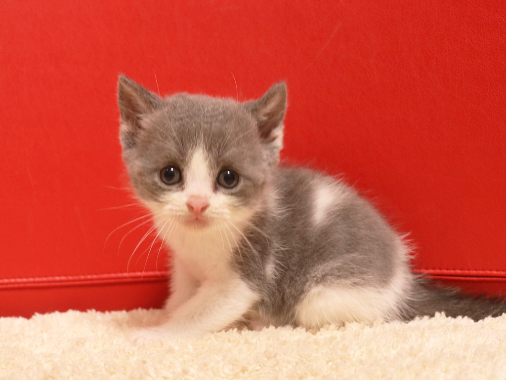 スコティッシュフォールドの子猫画像