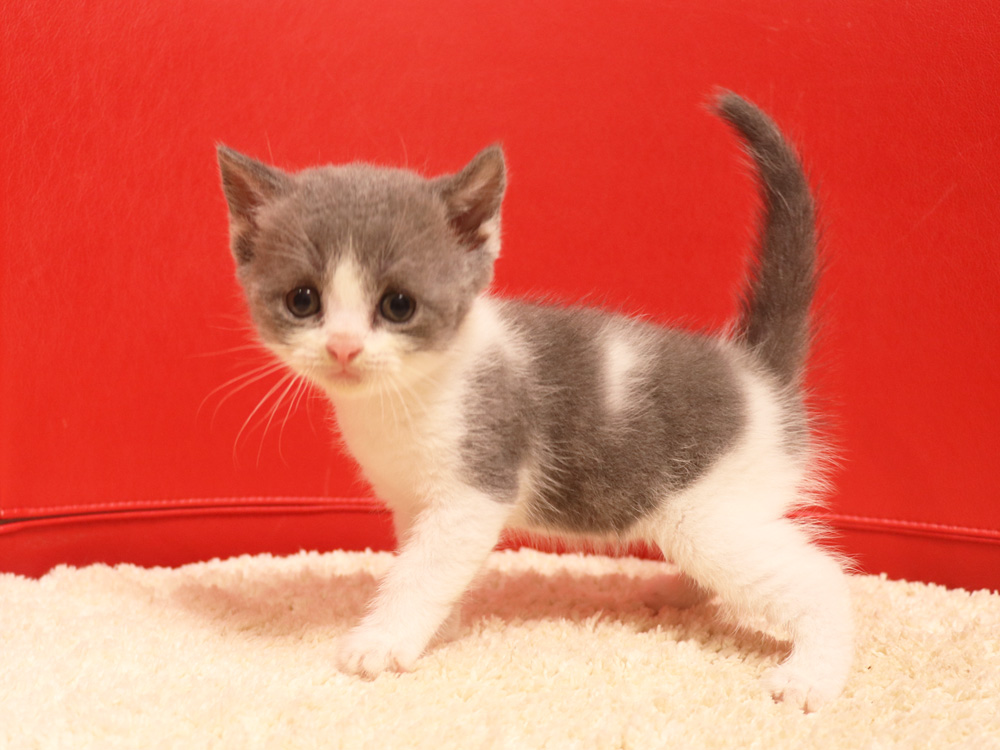 スコティッシュフォールドの子猫画像