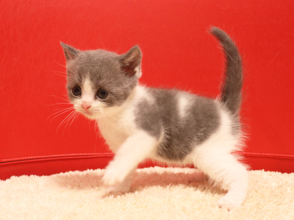 スコティッシュフォールドの子猫画像