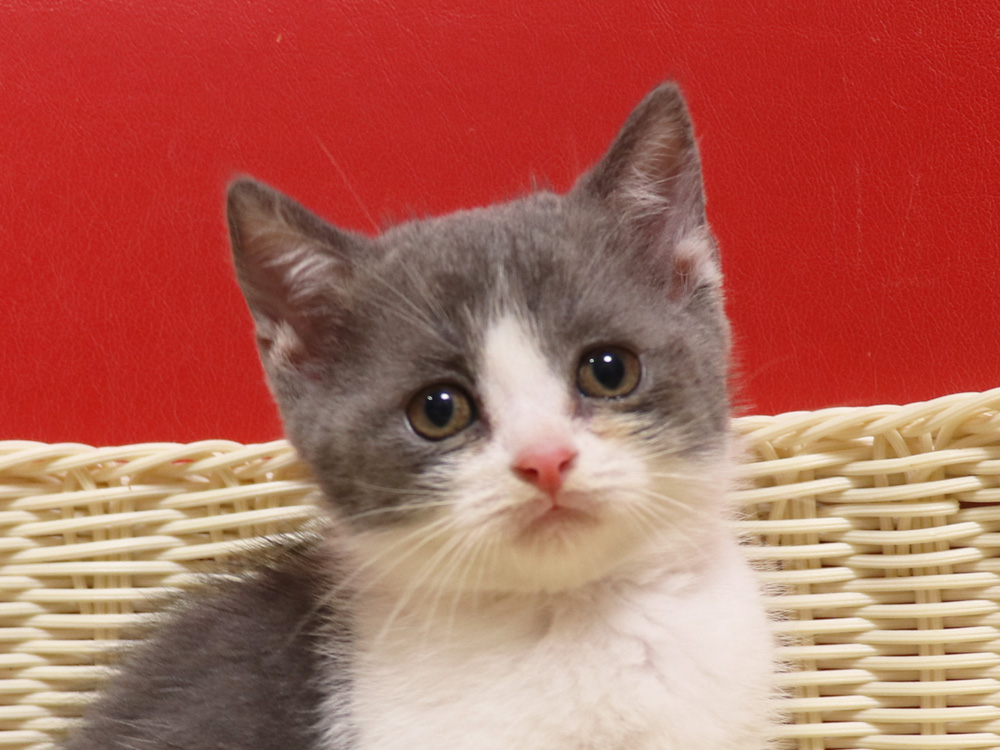 スコティッシュフォールドの子猫画像