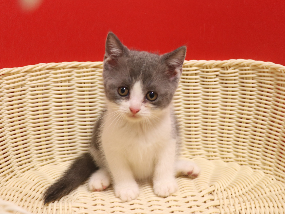 スコティッシュフォールドの子猫画像