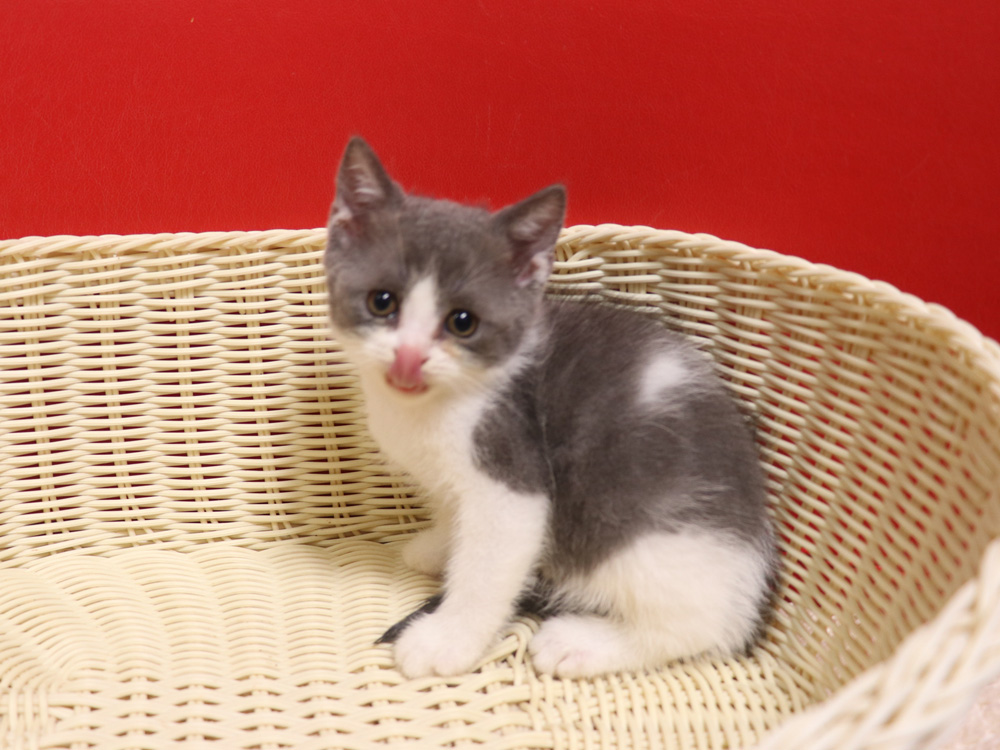 スコティッシュフォールドの子猫画像