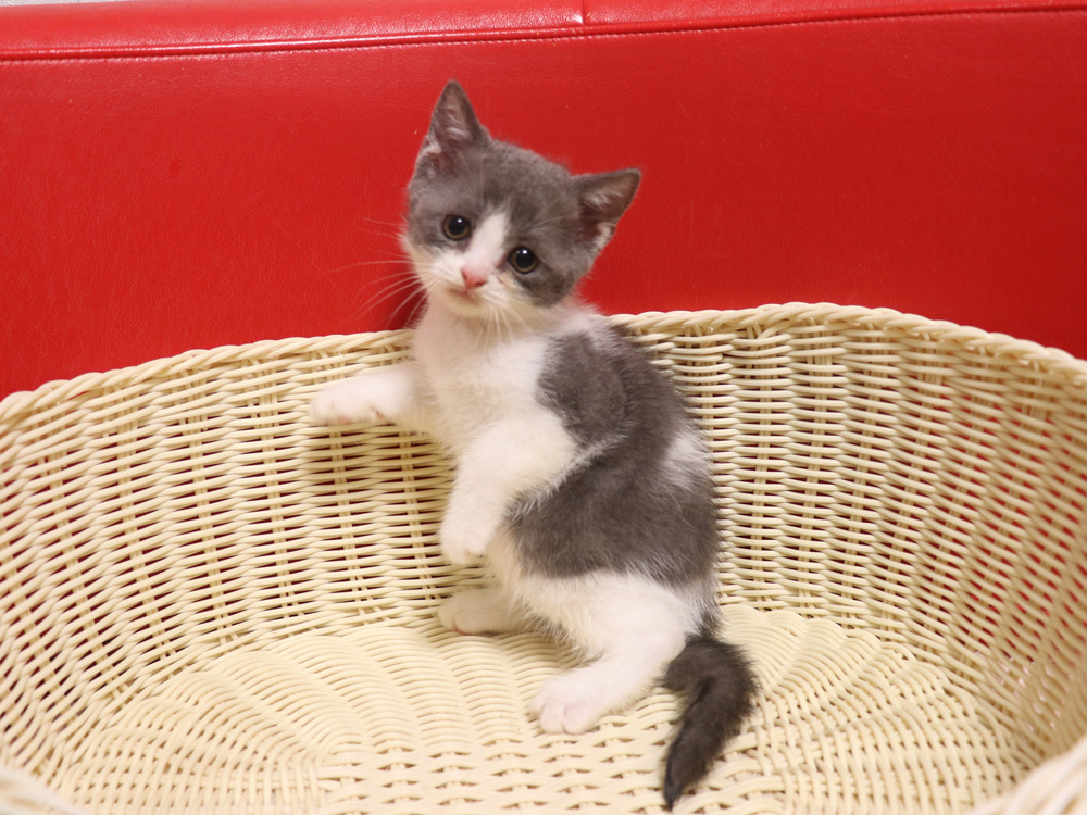 スコティッシュフォールドの子猫画像