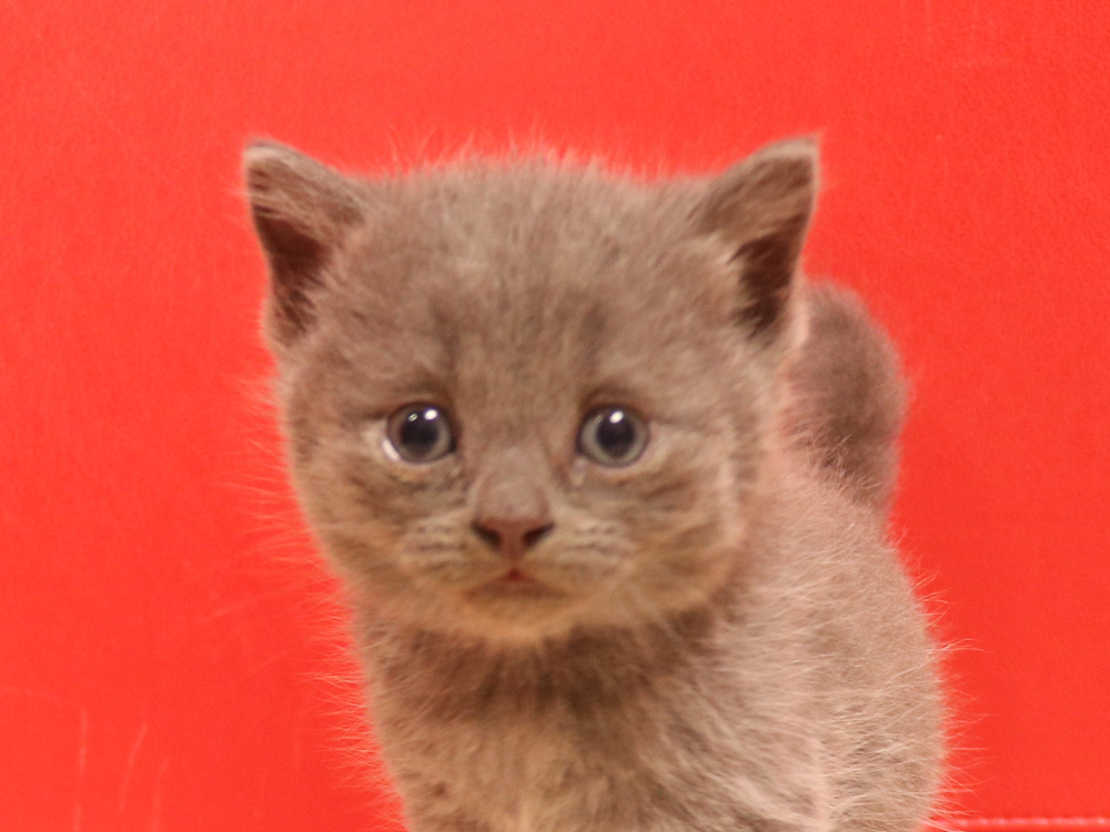 スコティッシュフォールドの子猫画像