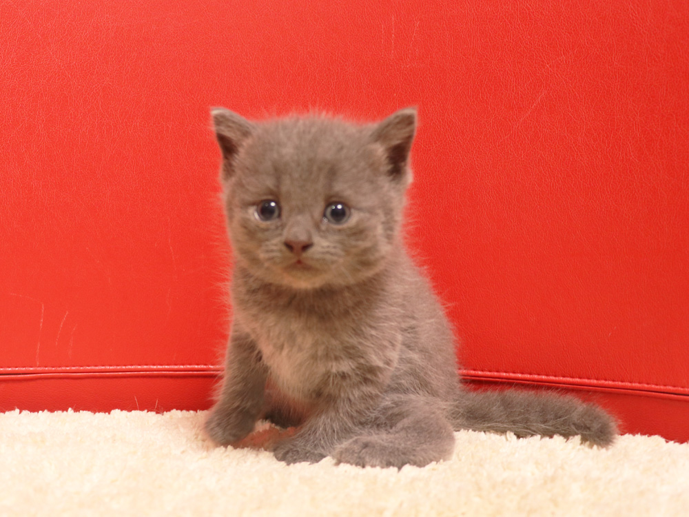 スコティッシュフォールドの子猫画像