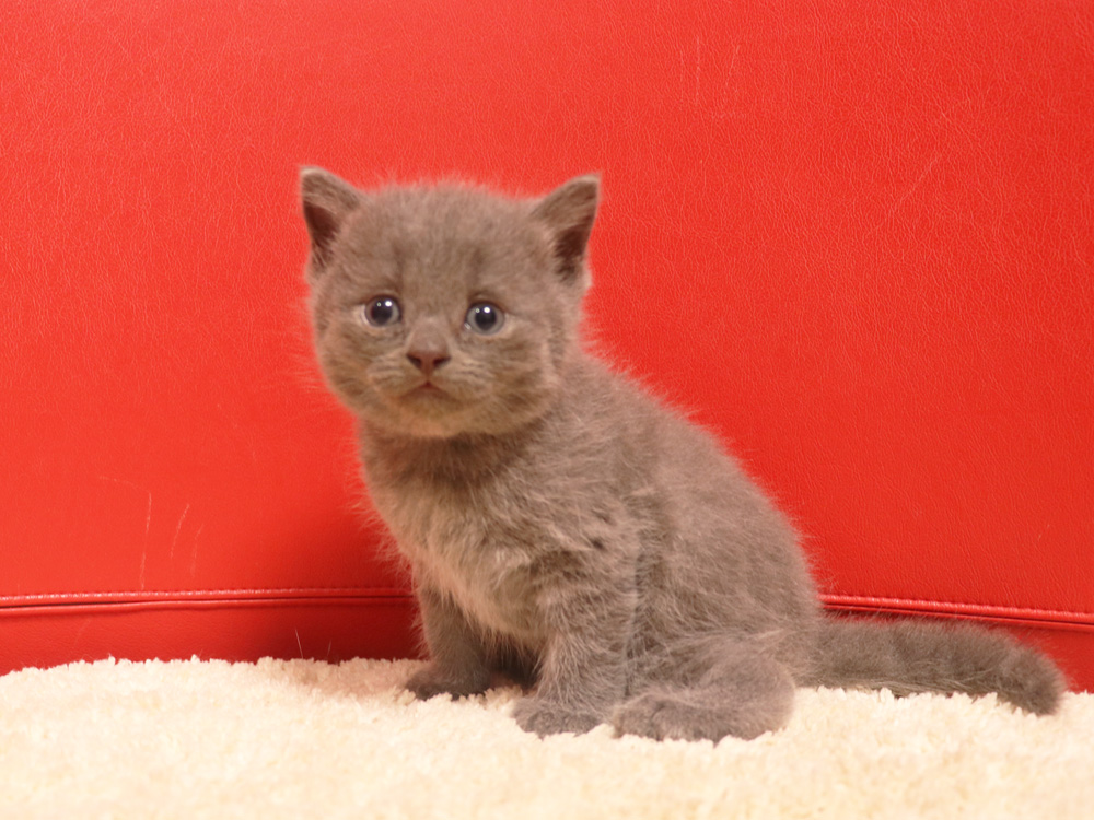 スコティッシュフォールドの子猫画像
