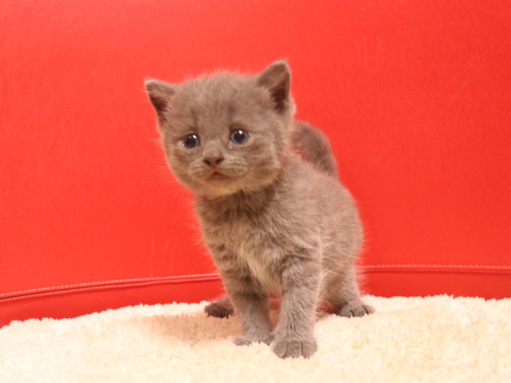 スコティッシュフォールドの子猫画像