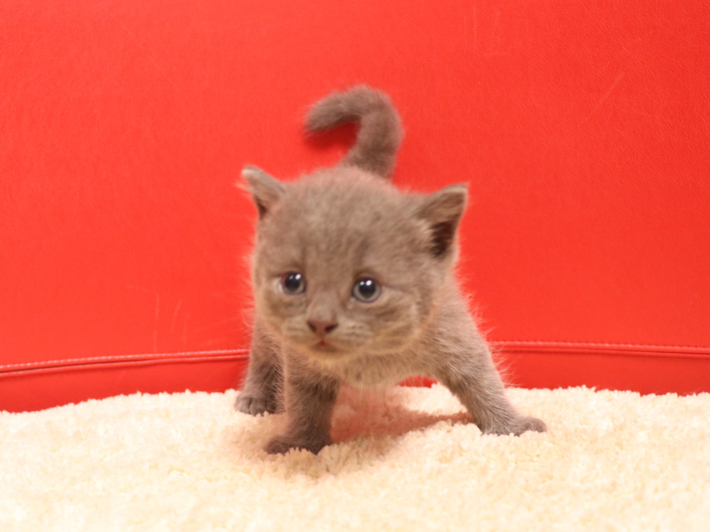 スコティッシュフォールドの子猫画像
