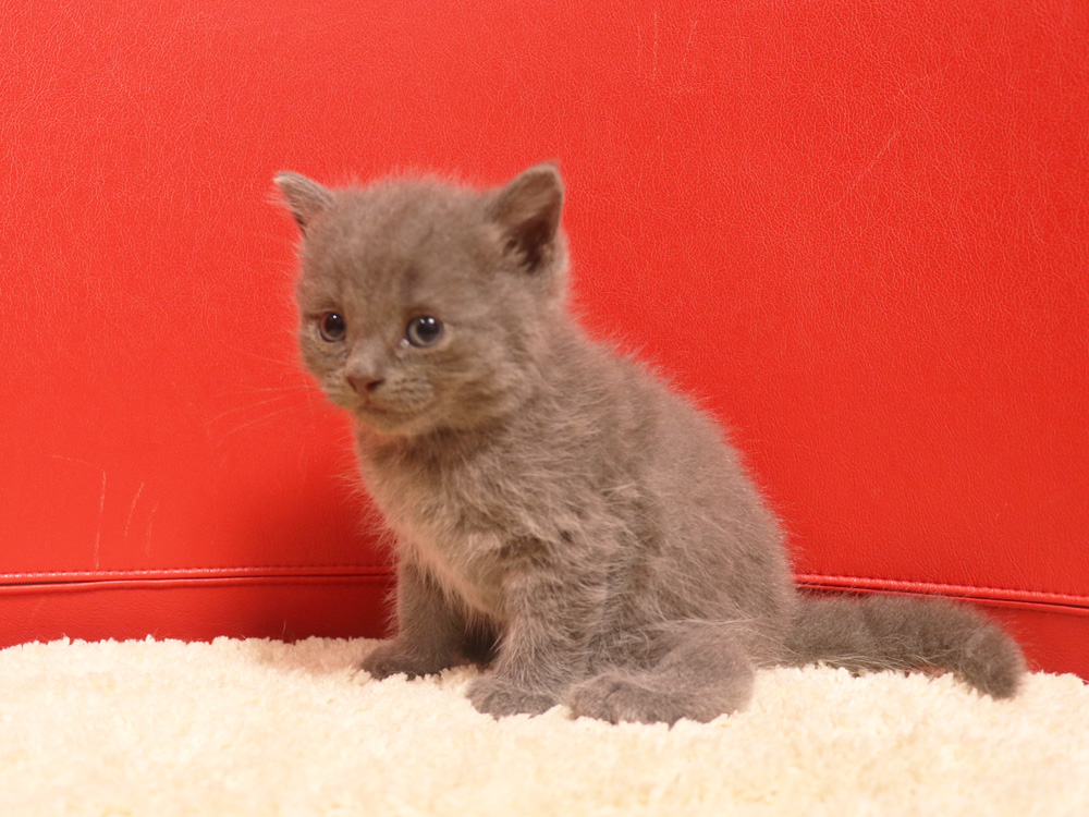 スコティッシュフォールドの子猫画像