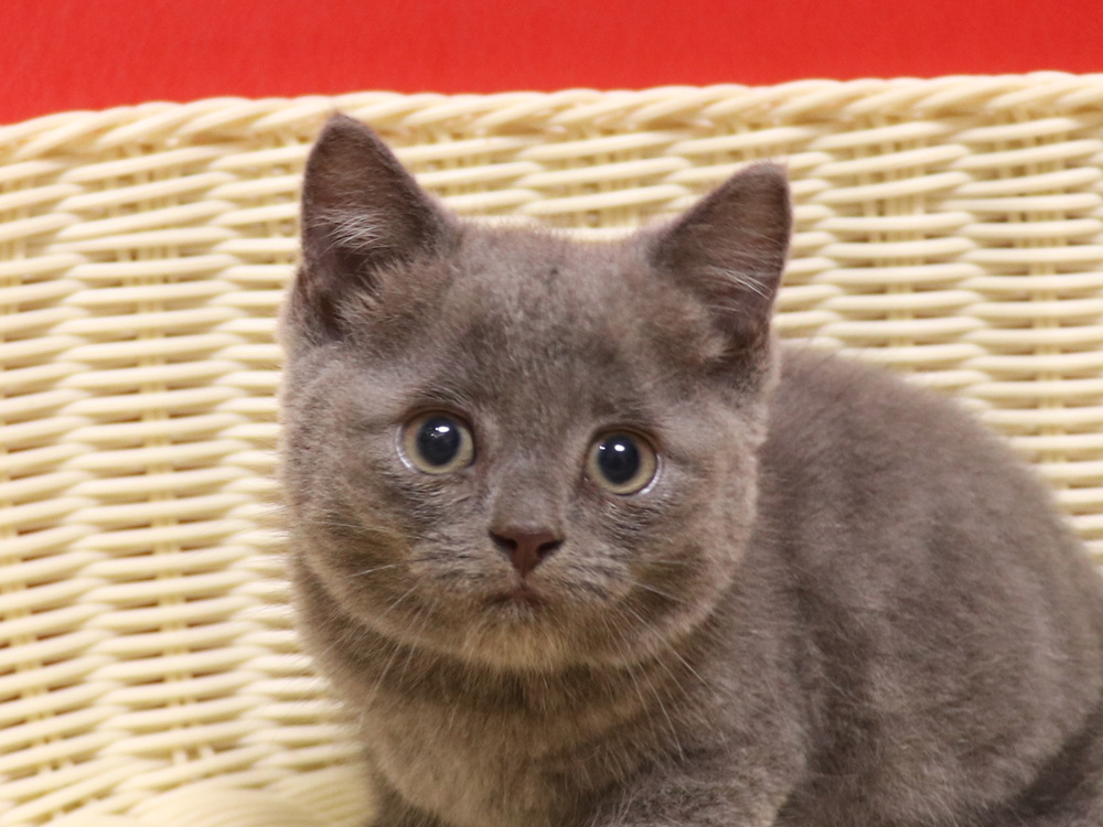 スコティッシュフォールドの子猫画像