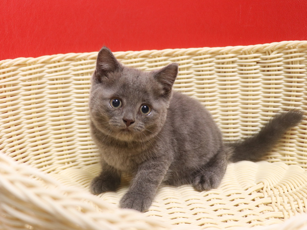 スコティッシュフォールドの子猫画像