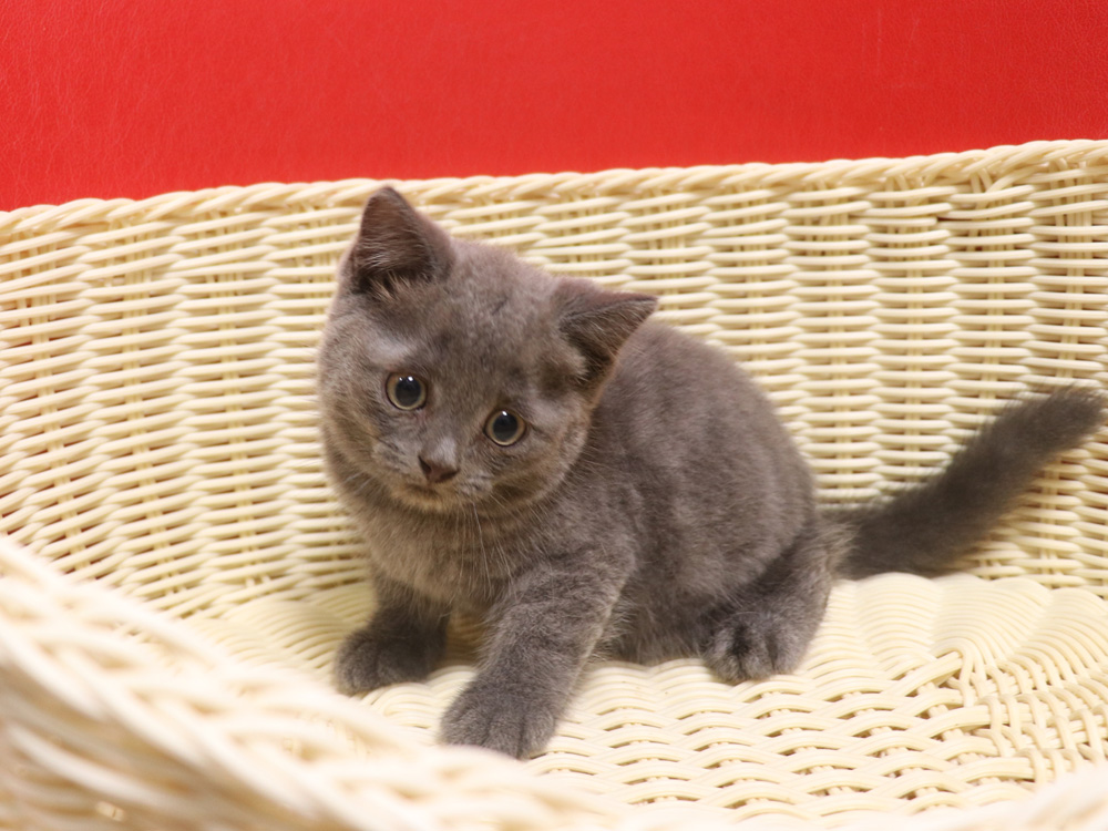 スコティッシュフォールドの子猫画像