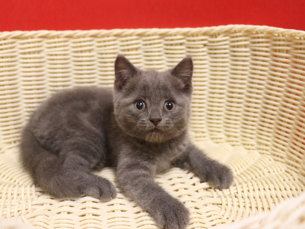 スコティッシュフォールドの子猫画像