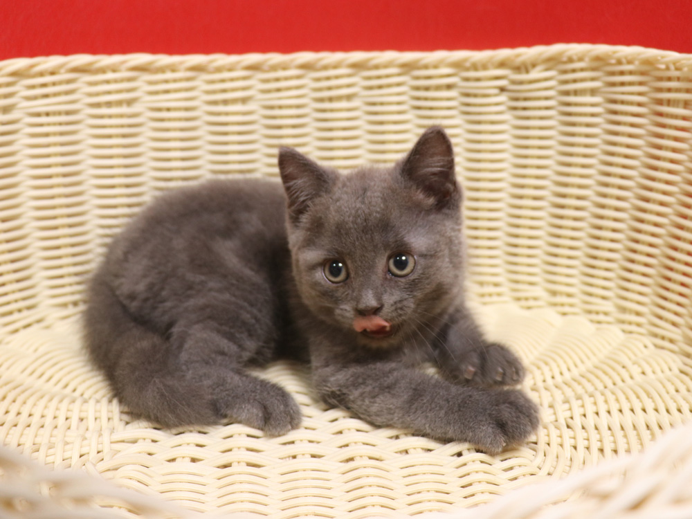 スコティッシュフォールドの子猫画像