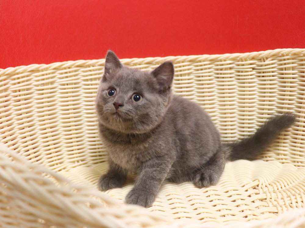 スコティッシュフォールドの子猫画像