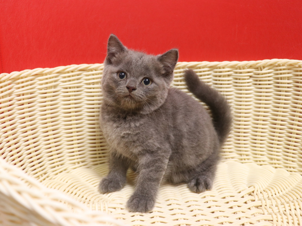 スコティッシュフォールドの子猫画像