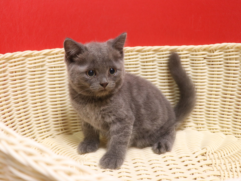 スコティッシュフォールドの子猫画像