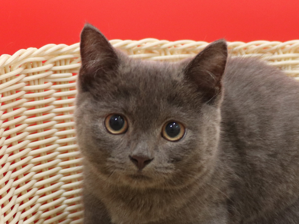 スコティッシュフォールドの子猫画像