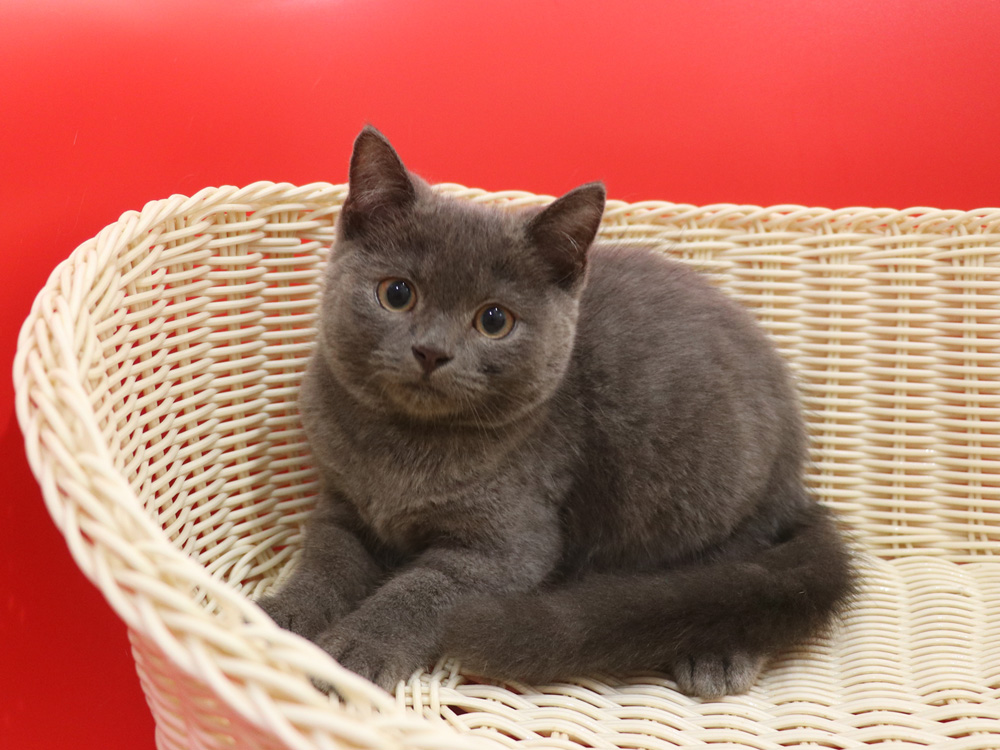 スコティッシュフォールドの子猫画像