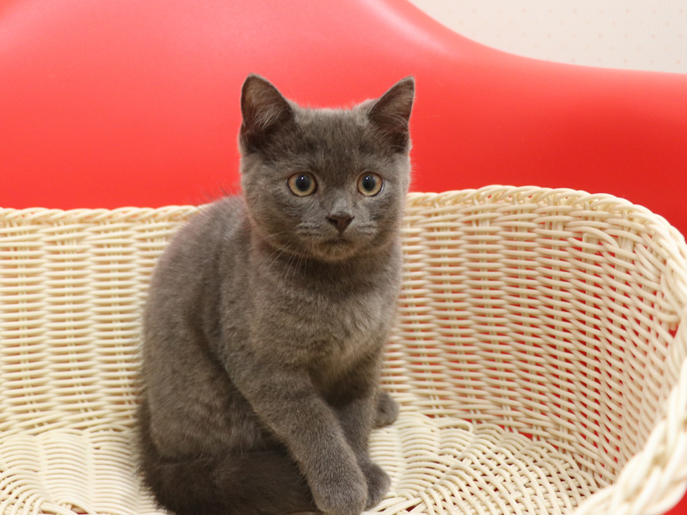 スコティッシュフォールドの子猫画像