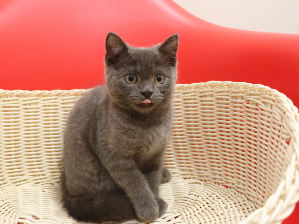 スコティッシュフォールドの子猫画像