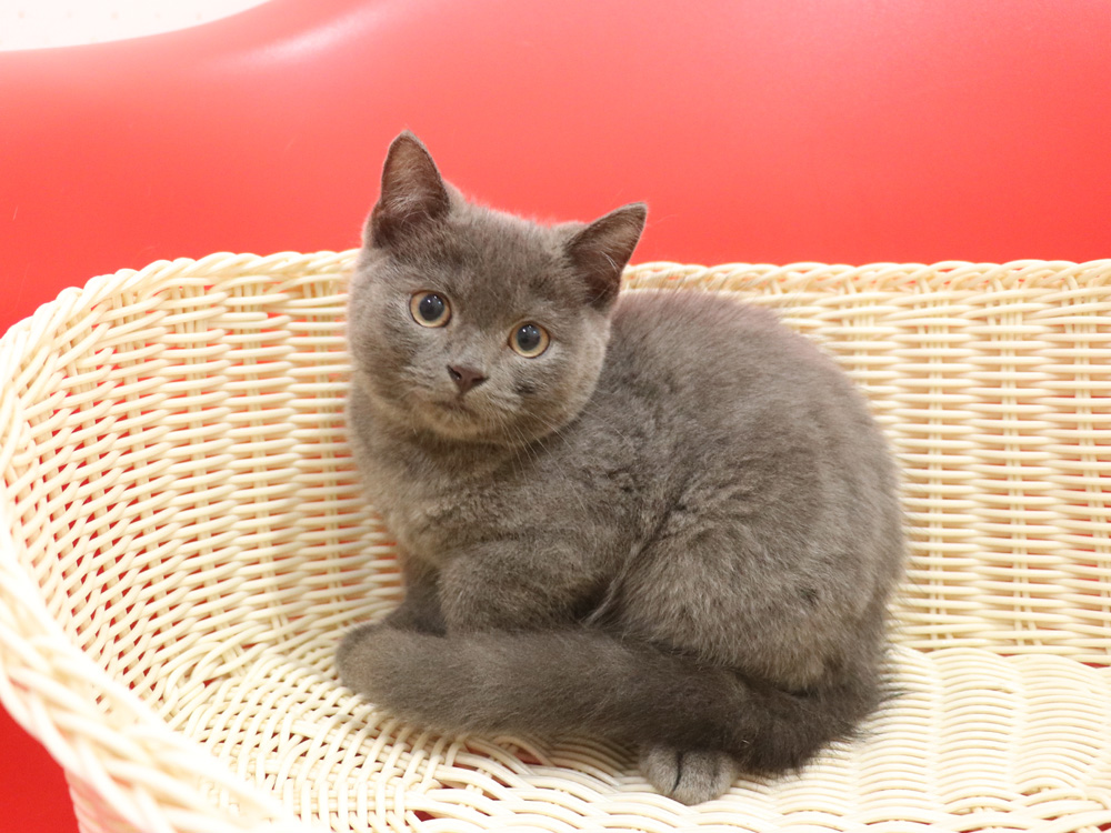 スコティッシュフォールドの子猫画像