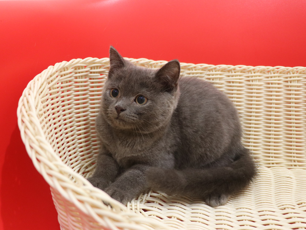 スコティッシュフォールドの子猫画像