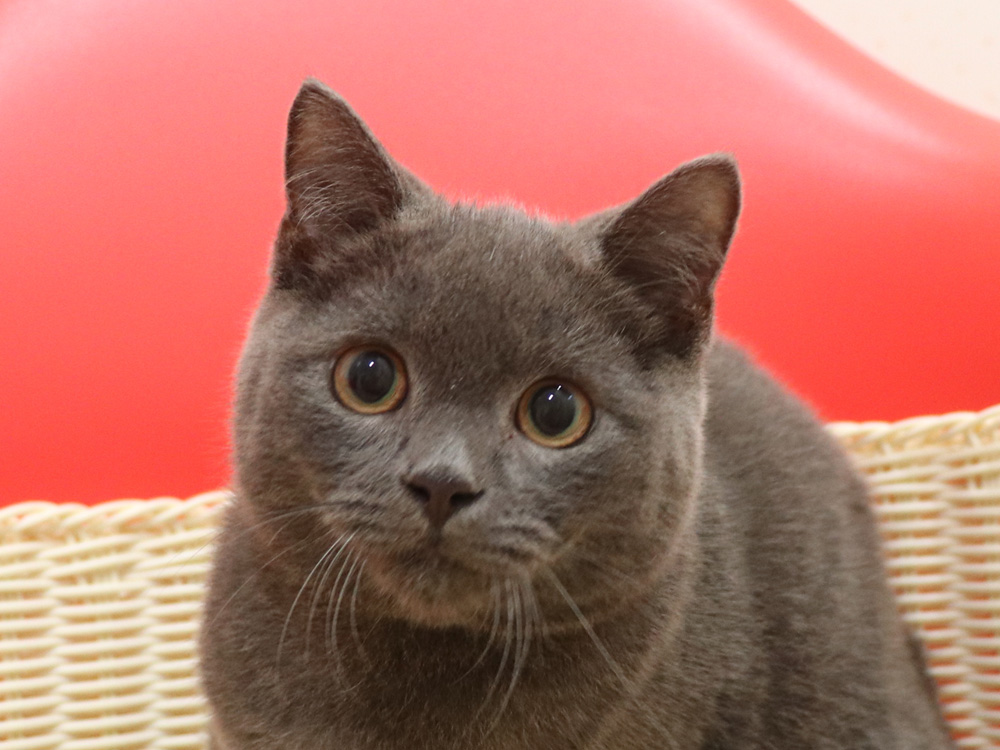 スコティッシュフォールドの子猫画像